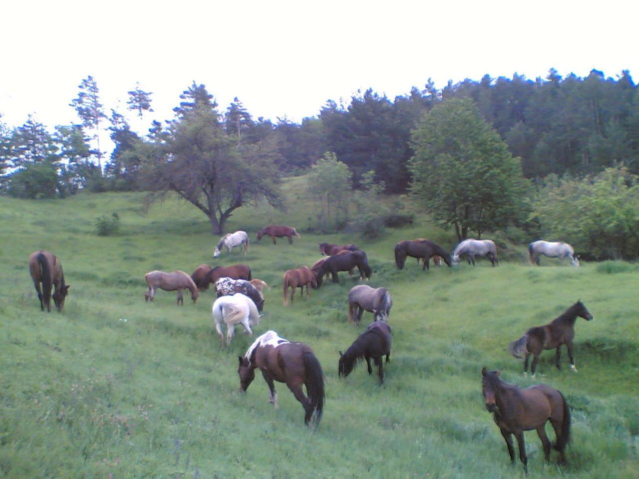 Els Torrents Hotel Bellver De Cerdanya Bagian luar foto